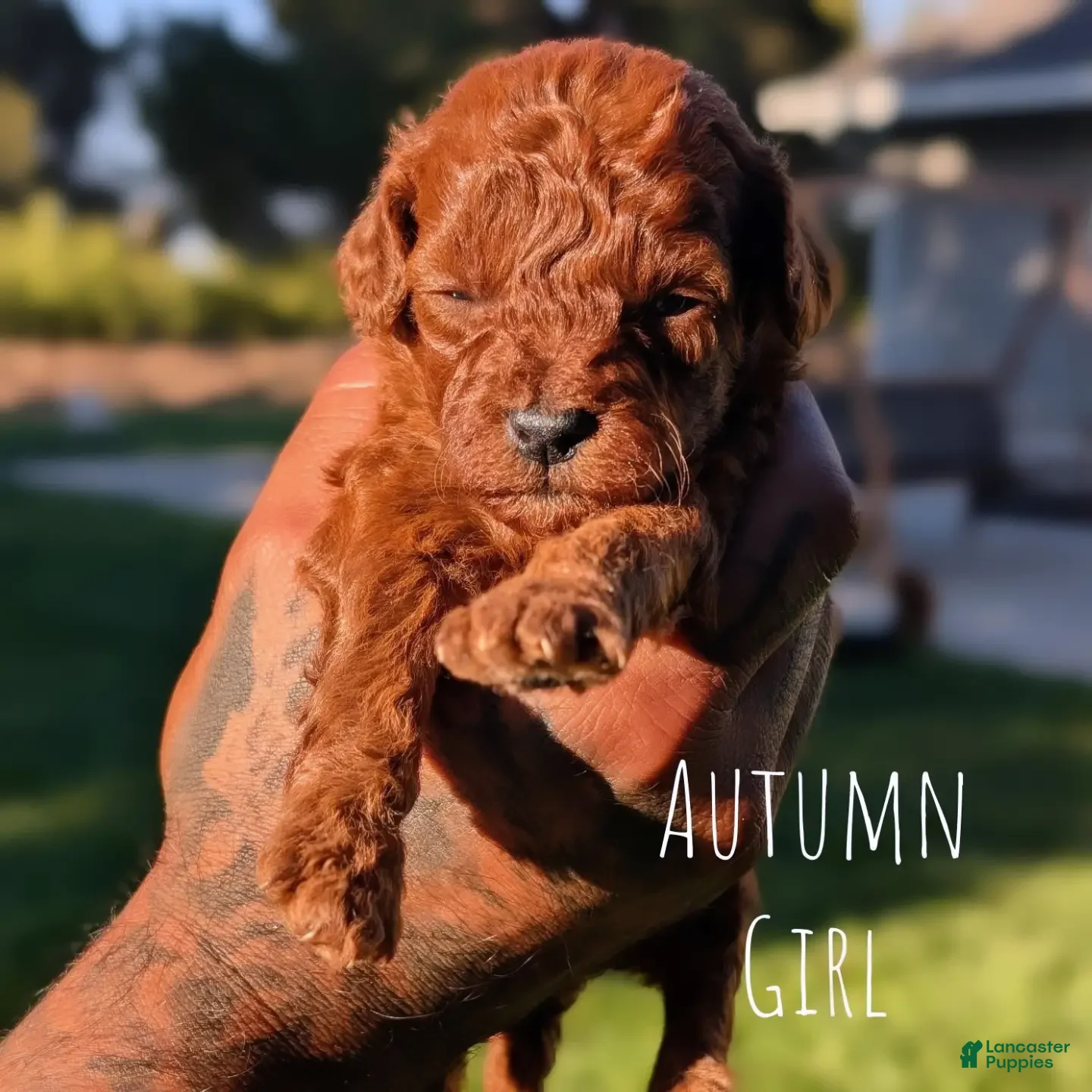 Mini Goldendoodle dogs 🍂 AUTUMN  - Ad 1