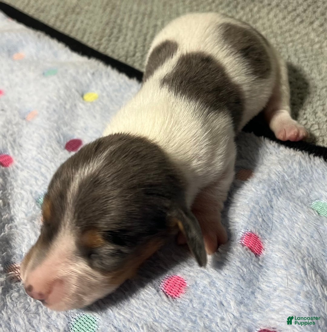 Miniature Dachshund dogs for sale: Miniature Dachshund Puppy 1 - Ad 5