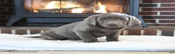 Labrador Retriever dogs for sale: Silver Belle - Ad 3