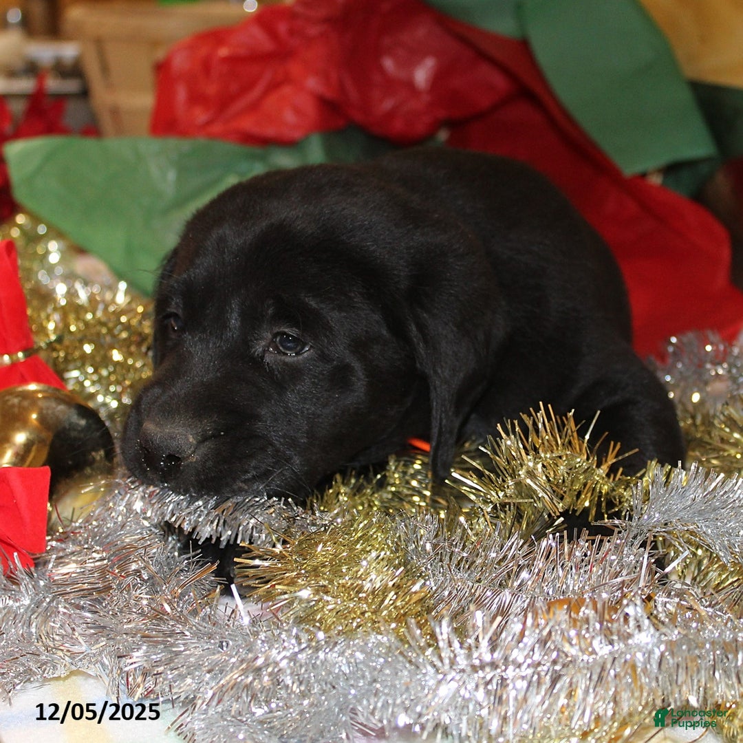 Goldador dogs for sale: Jingles - Ad 4