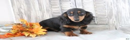 Dachshund dogs for sale: Sammy  - Ad 4