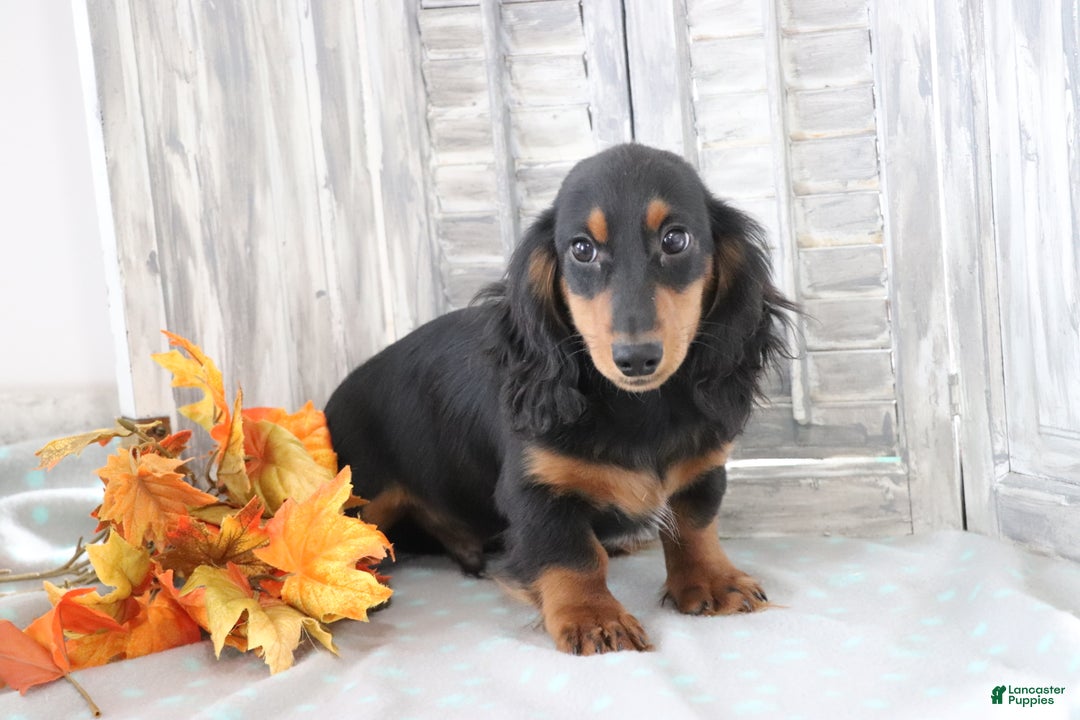 Dachshund dogs for sale: Sammy  - Ad 4