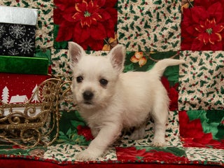 West Highland Terrier dogs Dancer - Ad 9