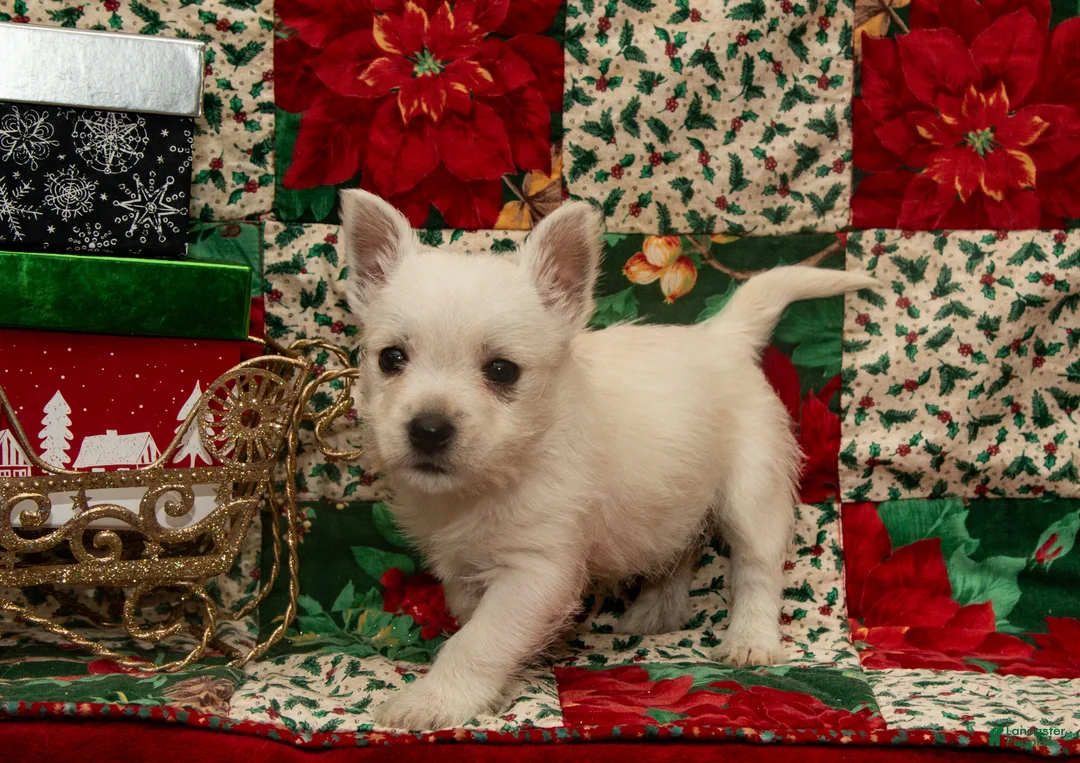 West Highland Terrier dogs for sale: Dancer - Ad 2