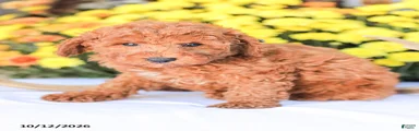 Jerry