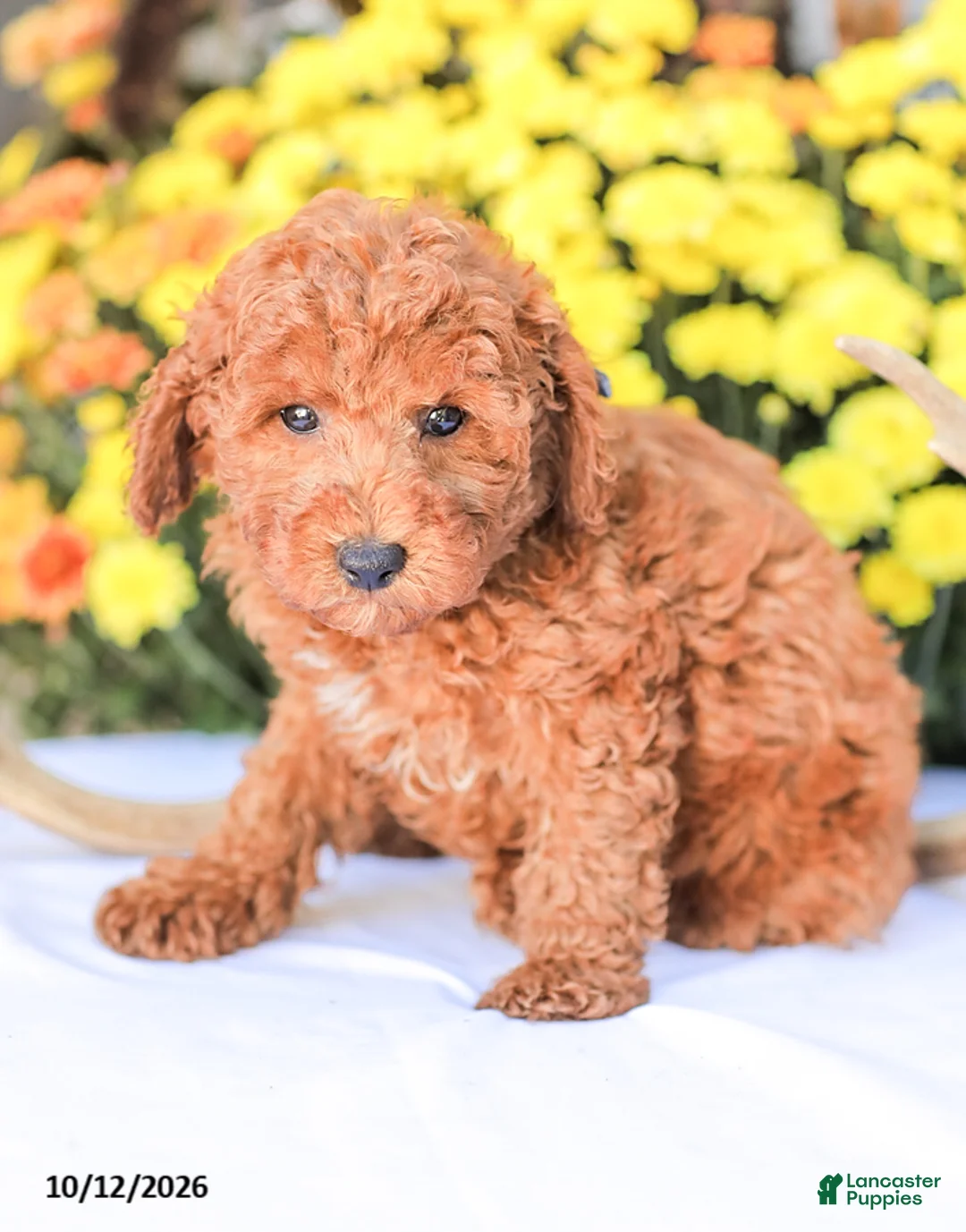 Miniature Poodle dogs for sale: Jerry - Ad 1