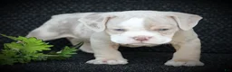 Beabull dogs for sale: Champ - Ad 3