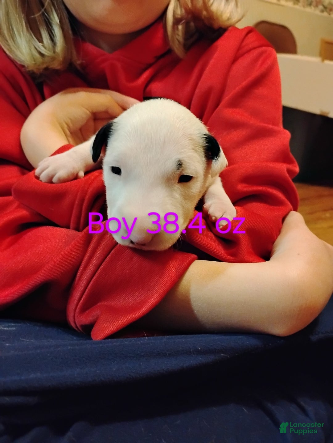 Bull Terrier dogs for sale: Bull Terrier Puppy 4 - Ad 1