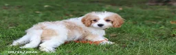 Cavapoochon dogs for sale: Kobe - Ad 12