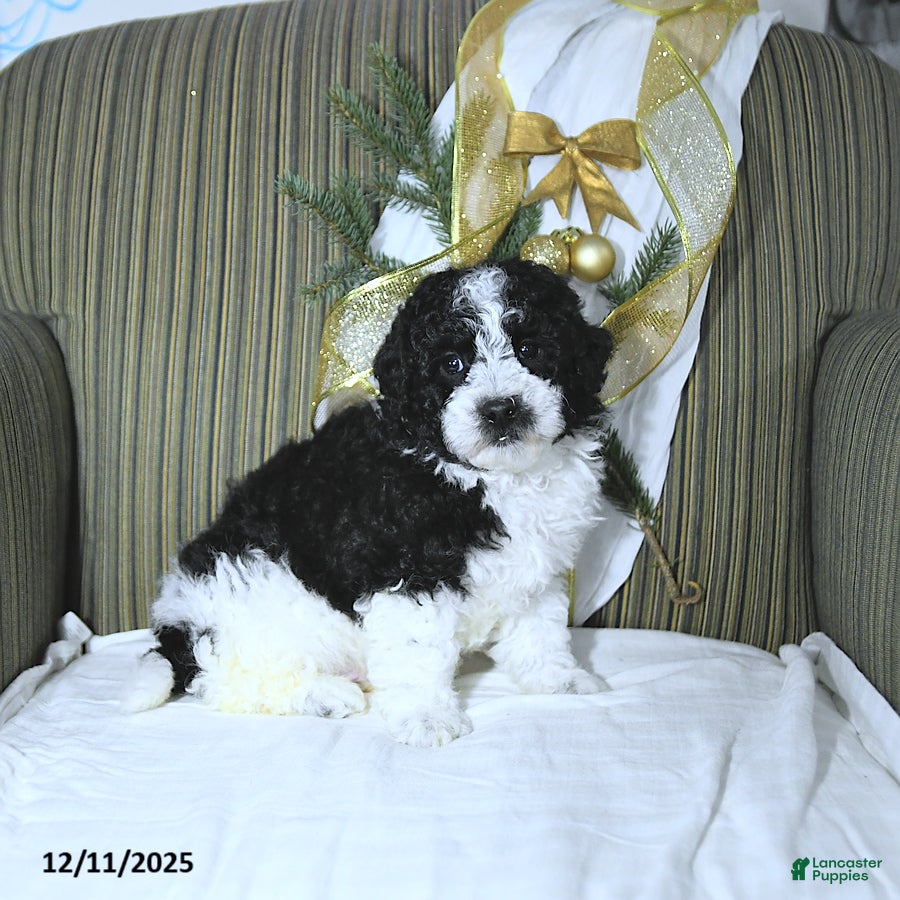 Miniature Poodle dogs Max - Ad 33
