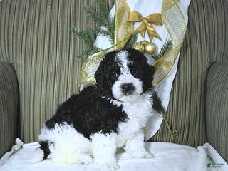Miniature Poodle dogs Max - Ad 32