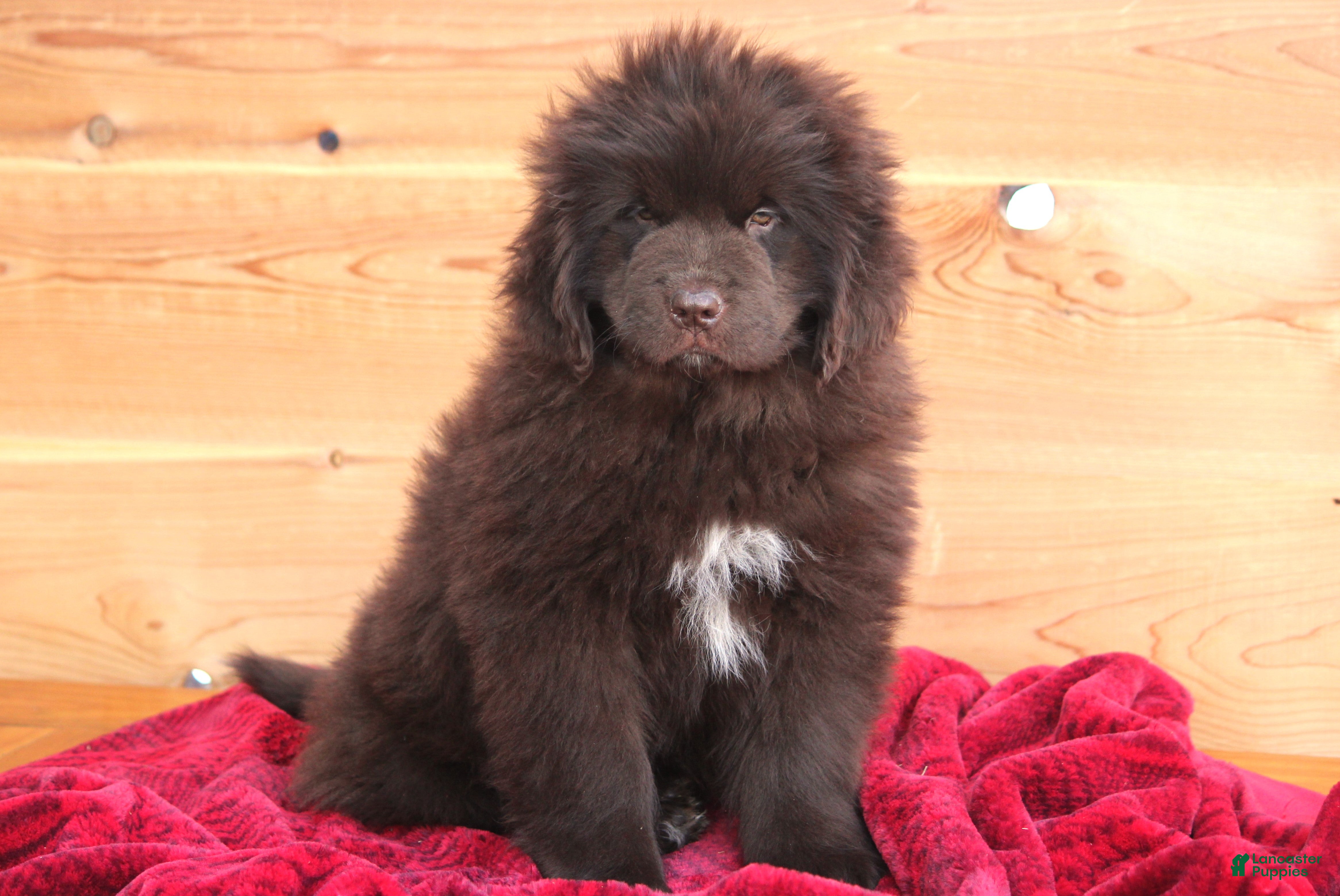 Newfoundland dogs Pansy  - Ad 1
