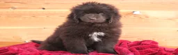 Newfoundland dogs for sale: Pansy  - Ad 3