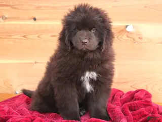 Newfoundland dogs Pansy - Ad 1
