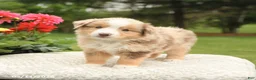 Miniature Australian Shepherd dogs for sale: Sherwin - Ad 2