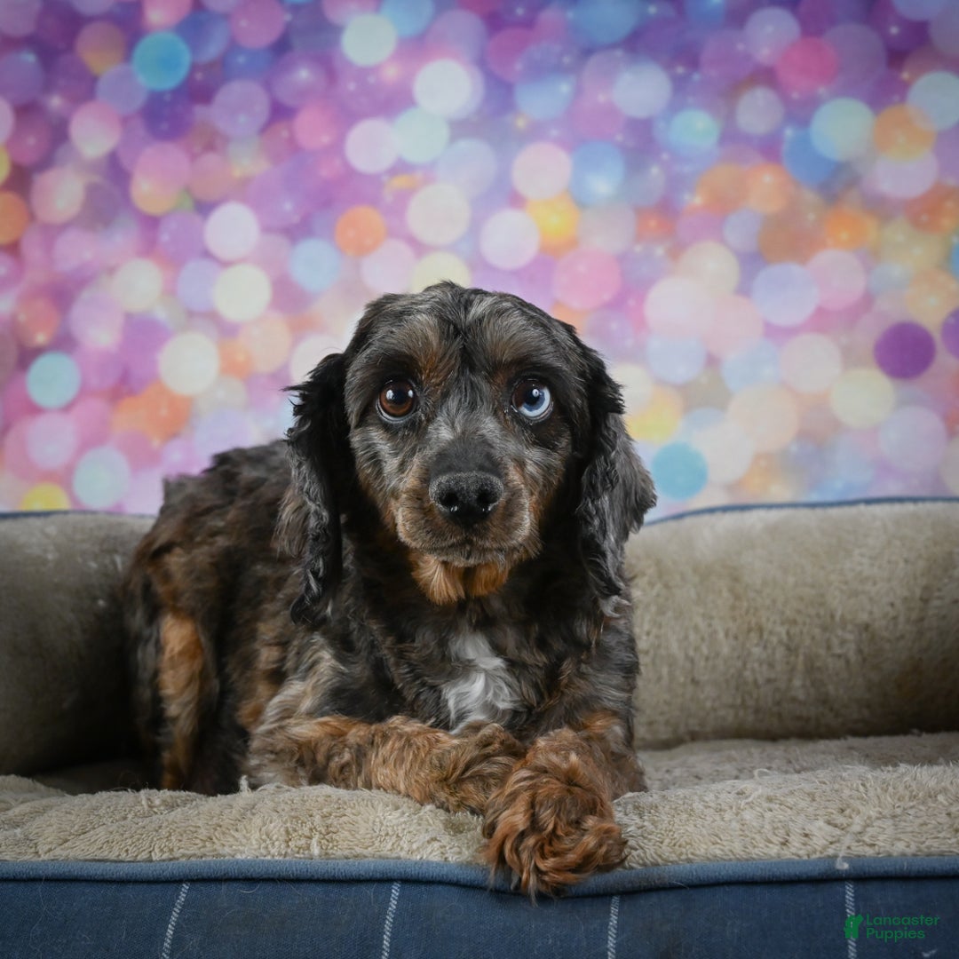 Cockapoo dogs for sale: angel - Ad 8