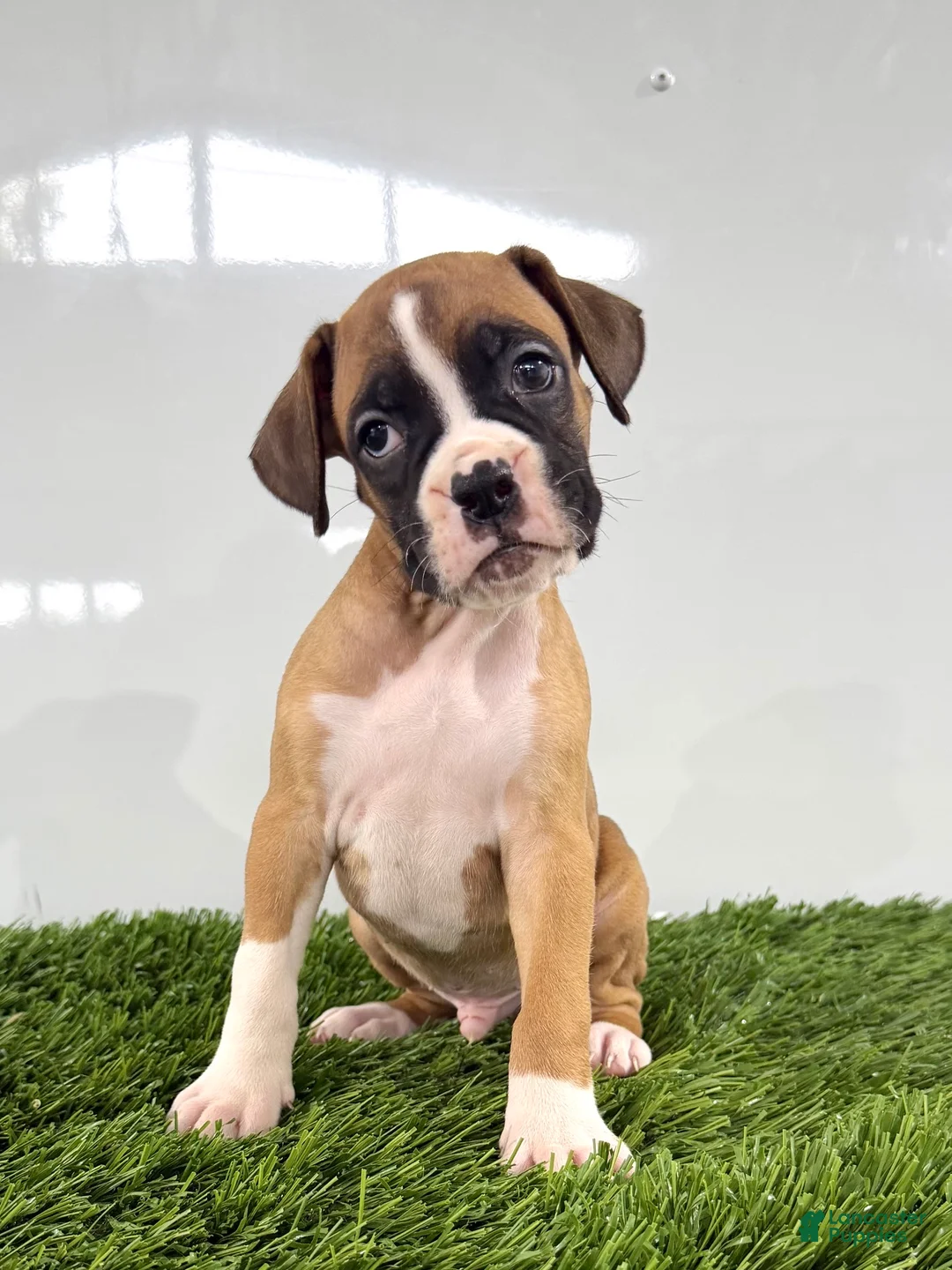 Boxer dogs for sale: Mario - Ad 1