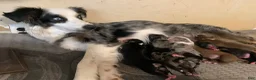Australian Shepherd dogs for sale: Australian Shepherd 7 - Ad 2