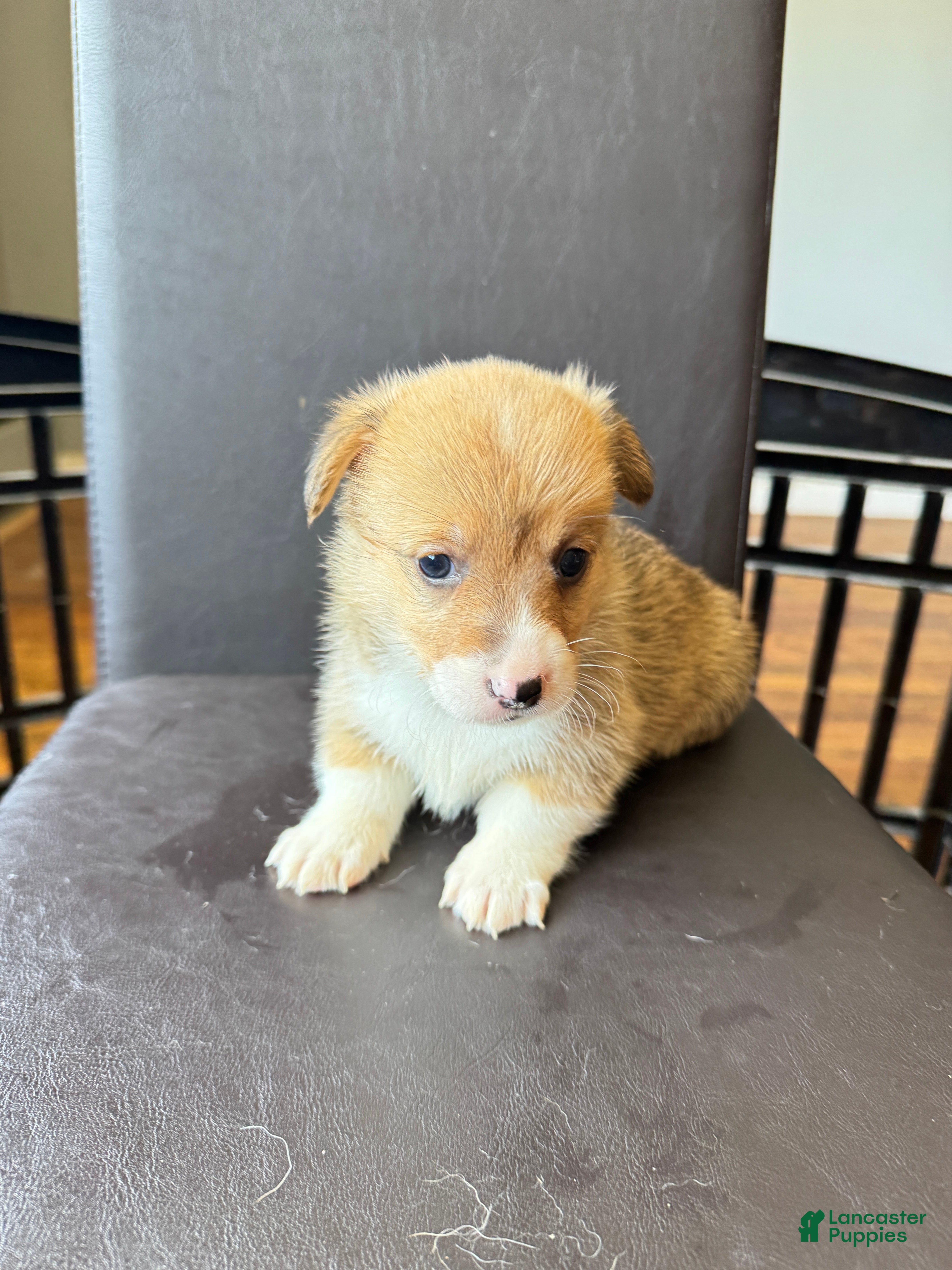 Welsh Corgi Pembroke dogs Abby - Ad 1
