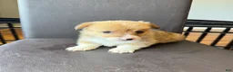 Welsh Corgi Pembroke dogs for sale: Abby - Ad 1