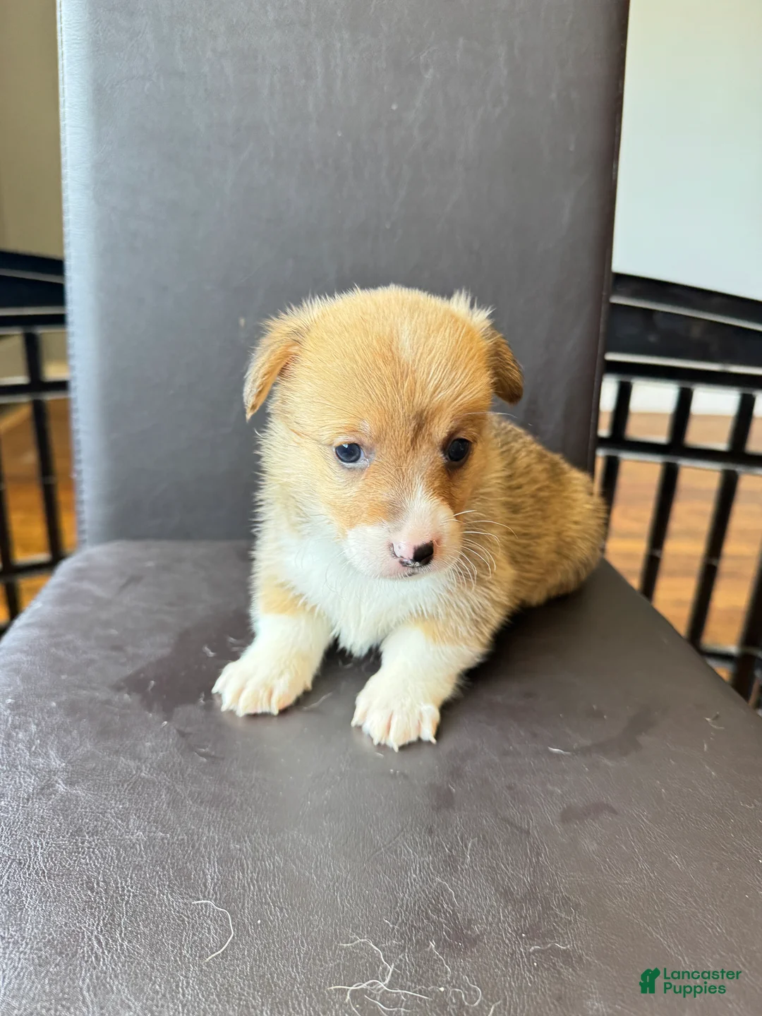Welsh Corgi Pembroke dogs for sale: Abby - Ad 1
