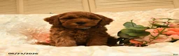 Mini Goldendoodle dogs for sale: Gwen - Ad 5
