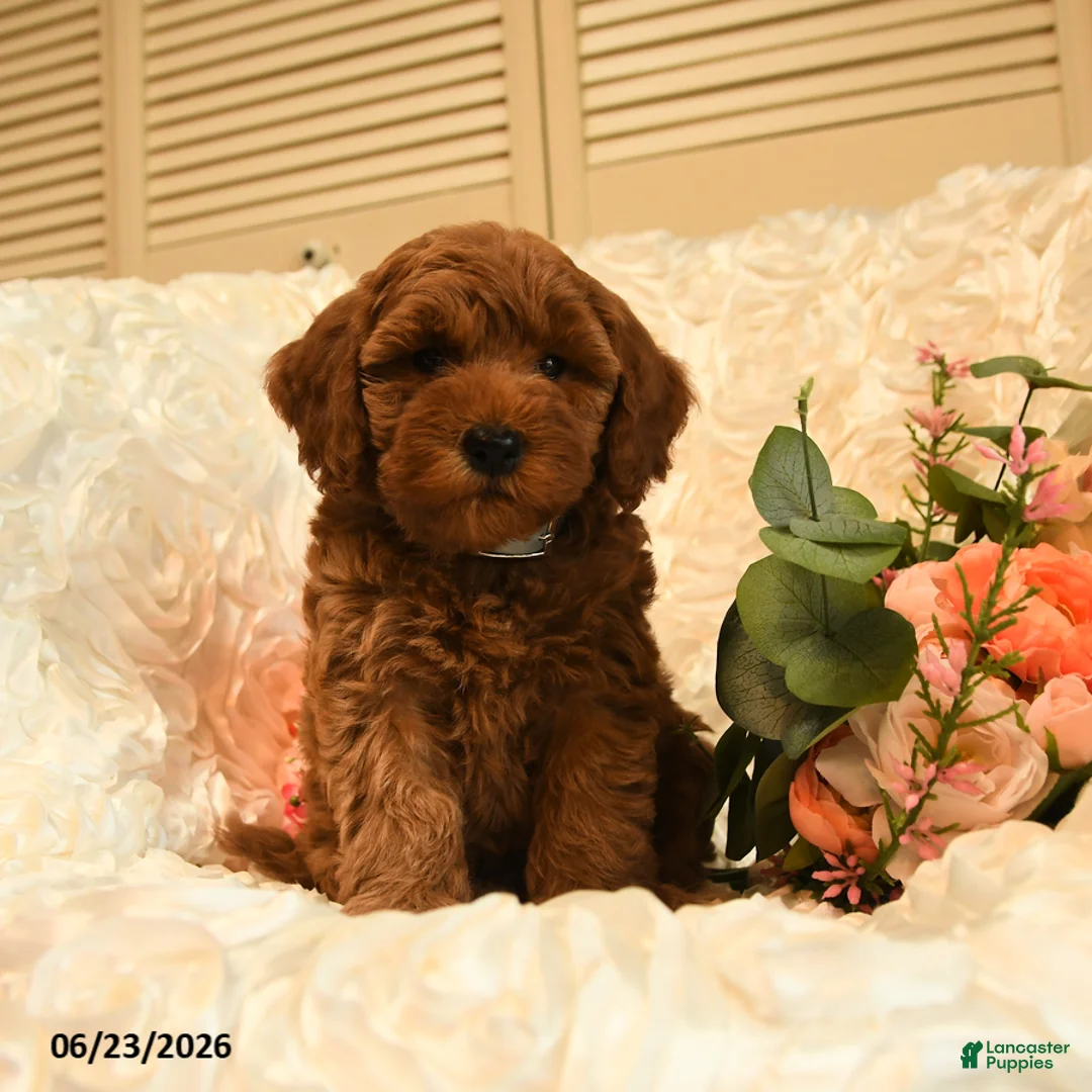 Mini Goldendoodle dogs for sale: Gwen - Ad 5