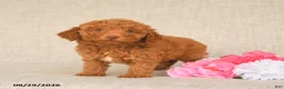 Toy Poodle dogs for sale: Teddy - Ad 4