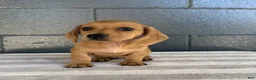 Miniature Dachshund dogs for sale: Dolly - Ad 2
