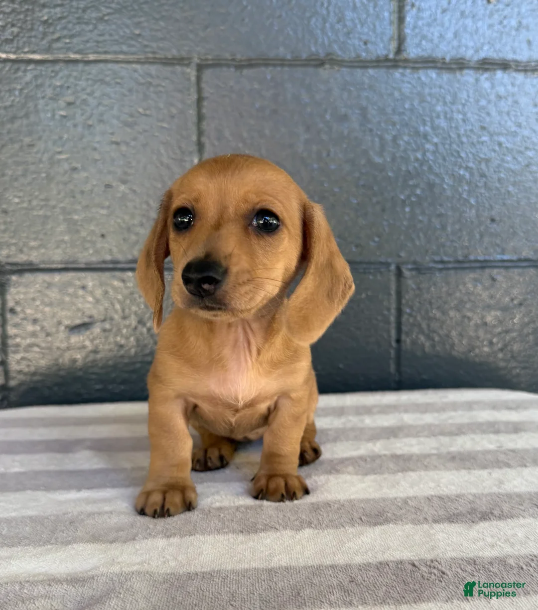 Miniature Dachshund dogs for sale: Dolly - Ad 2