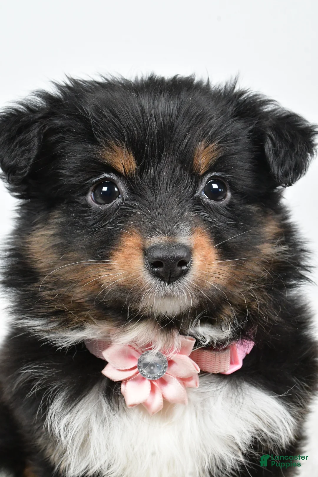 Miniature Australian Shepherd dogs for sale: Lilac - Ad 5