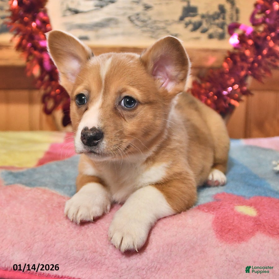 Welsh Corgi Pembroke dogs Sunny  - Ad 2