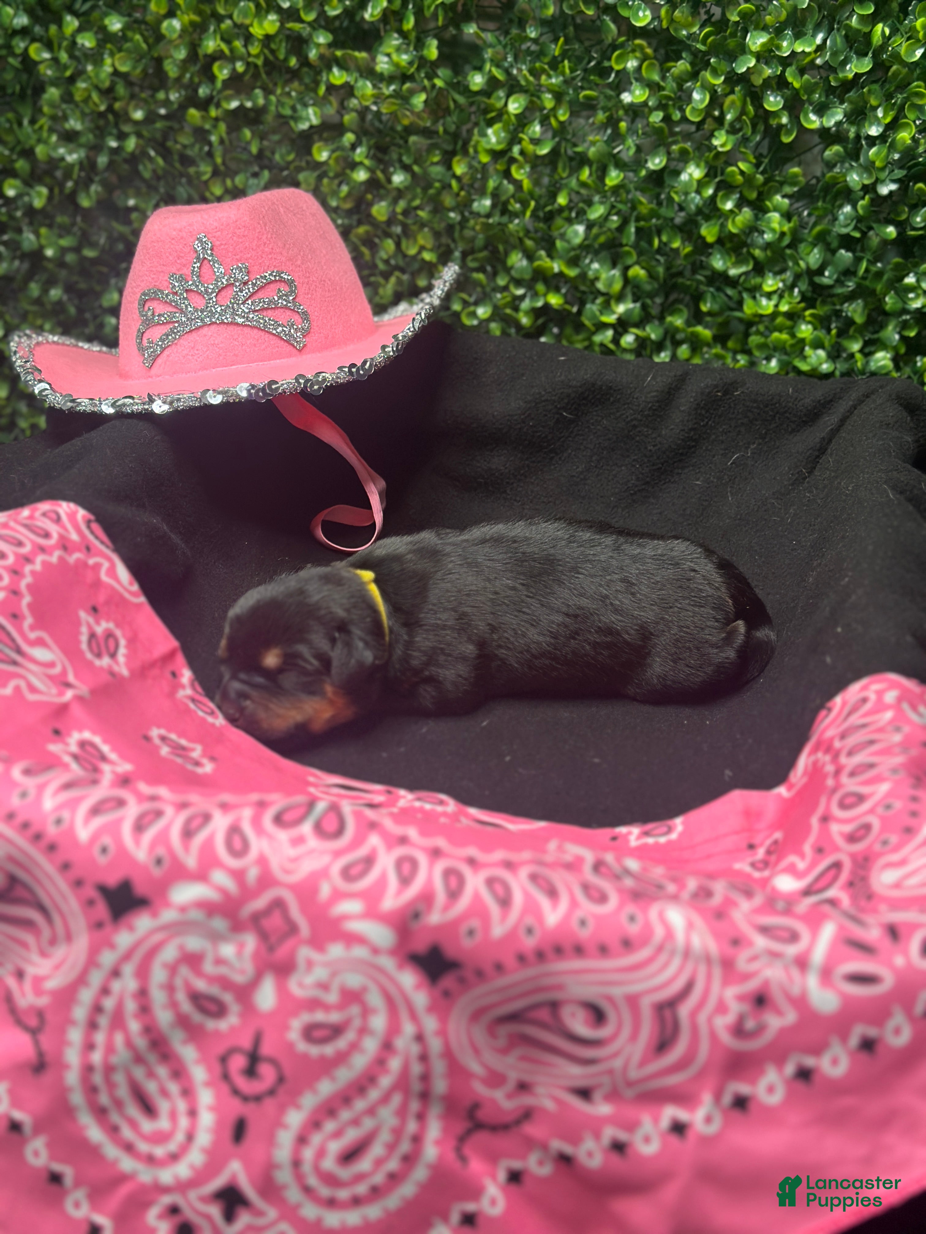 Rottweiler dogs Nenita  - Ad 3