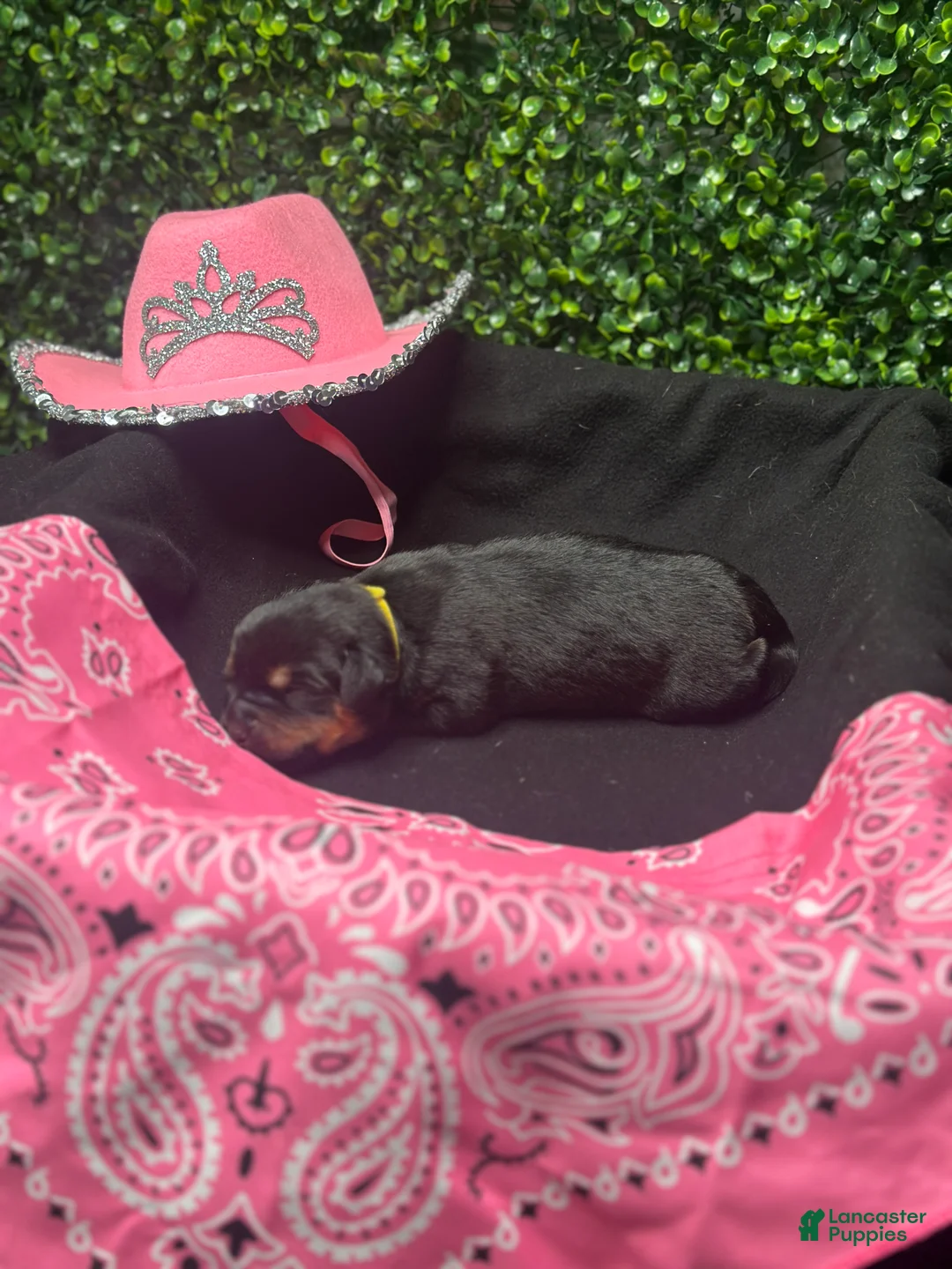 Rottweiler dogs for sale: Nenita  - Ad 1
