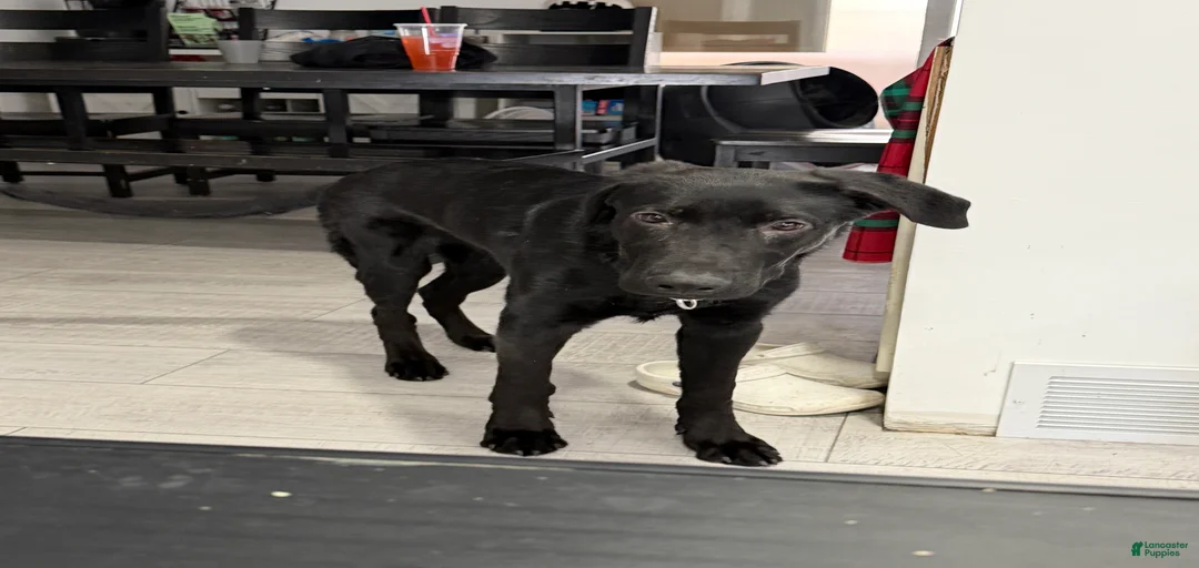 Gallery Image {{count}}