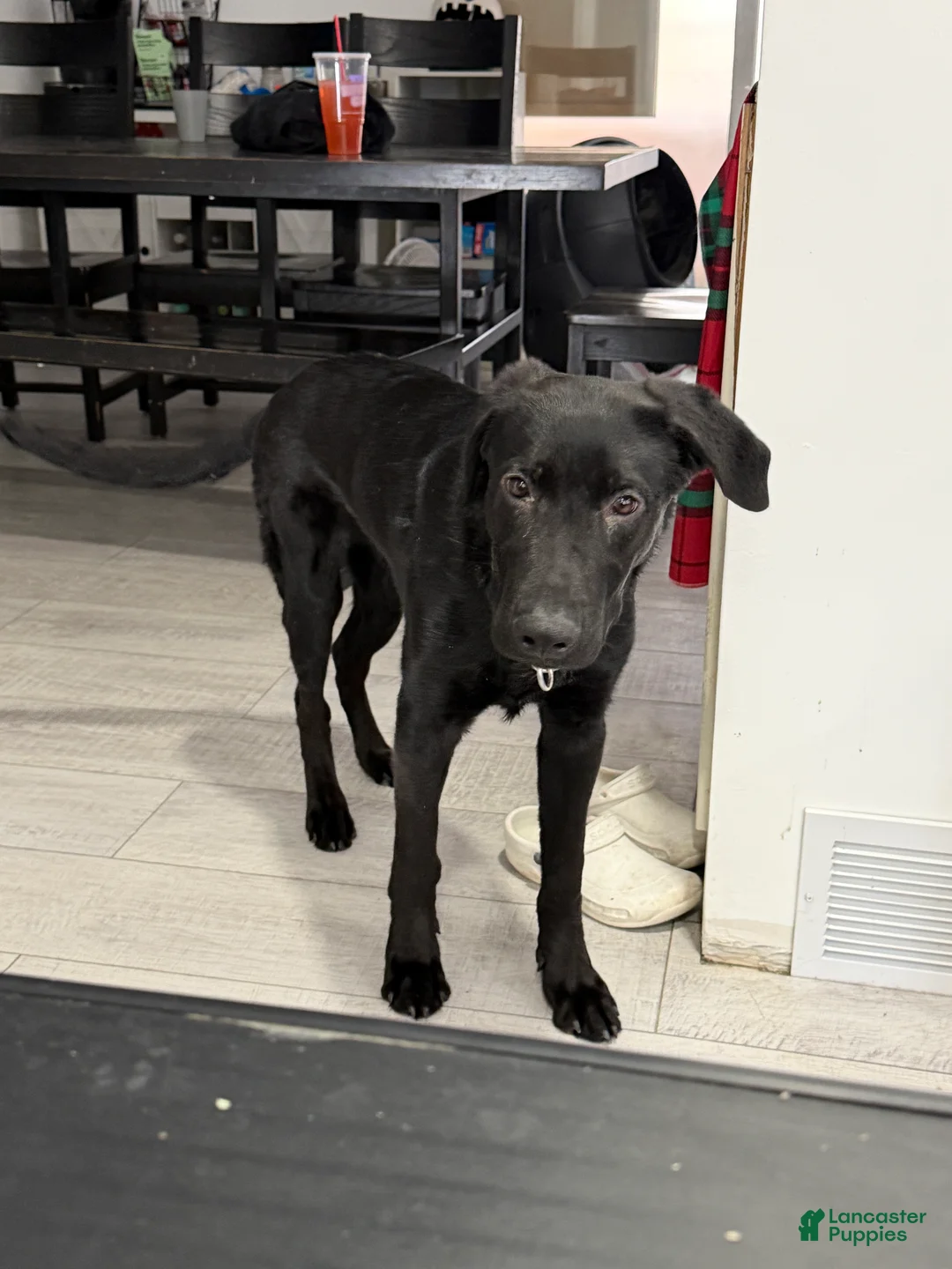 Gallery Image {{count}}