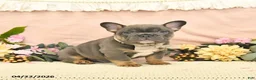 French Bulldog dogs for sale: Champ  - Ad 2