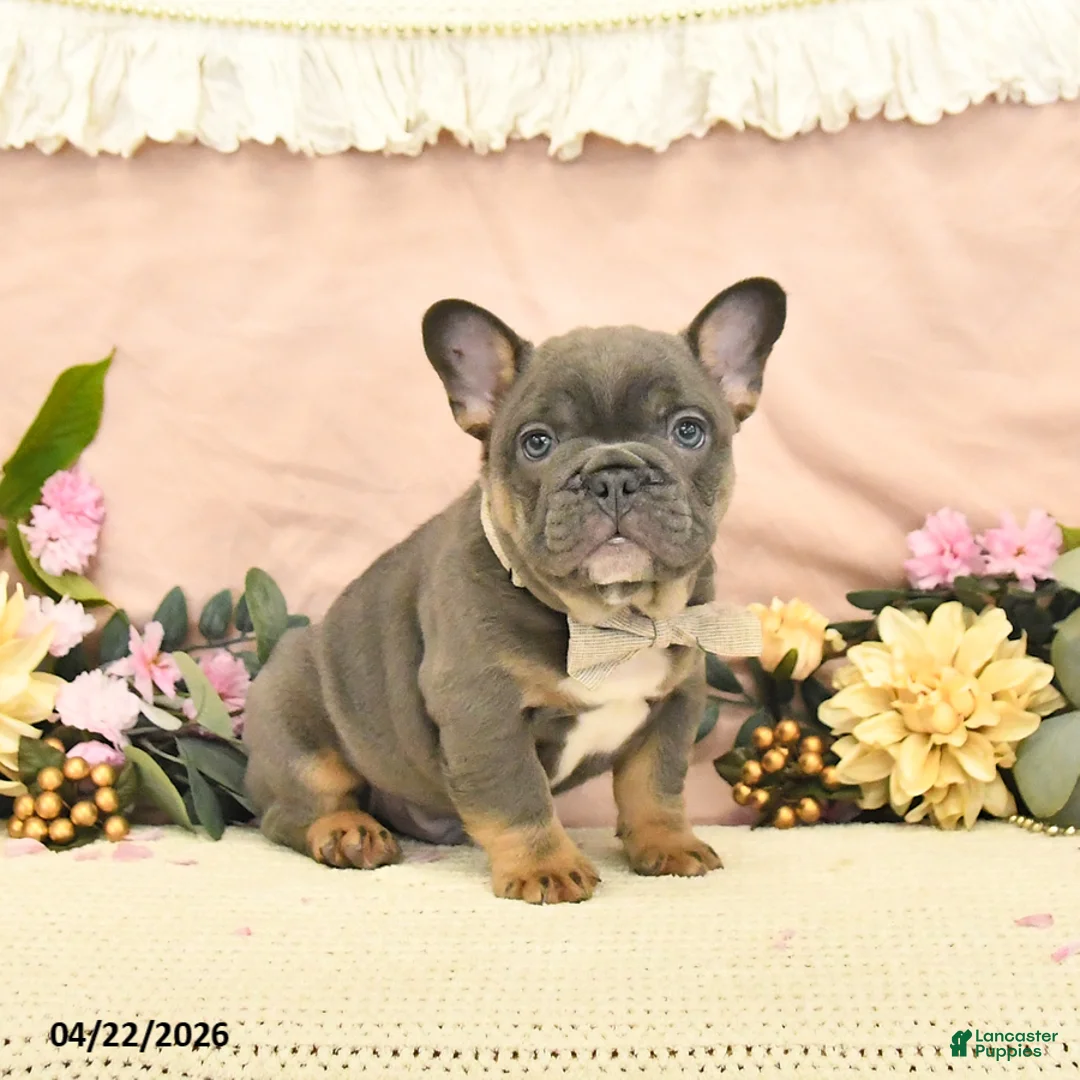French Bulldog dogs for sale: Champ  - Ad 2