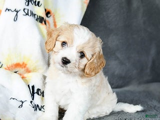 Cavachon dogs Rex - Ad 7