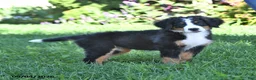Bernese Mountain Dog dogs for sale: CeCe - Ad 8