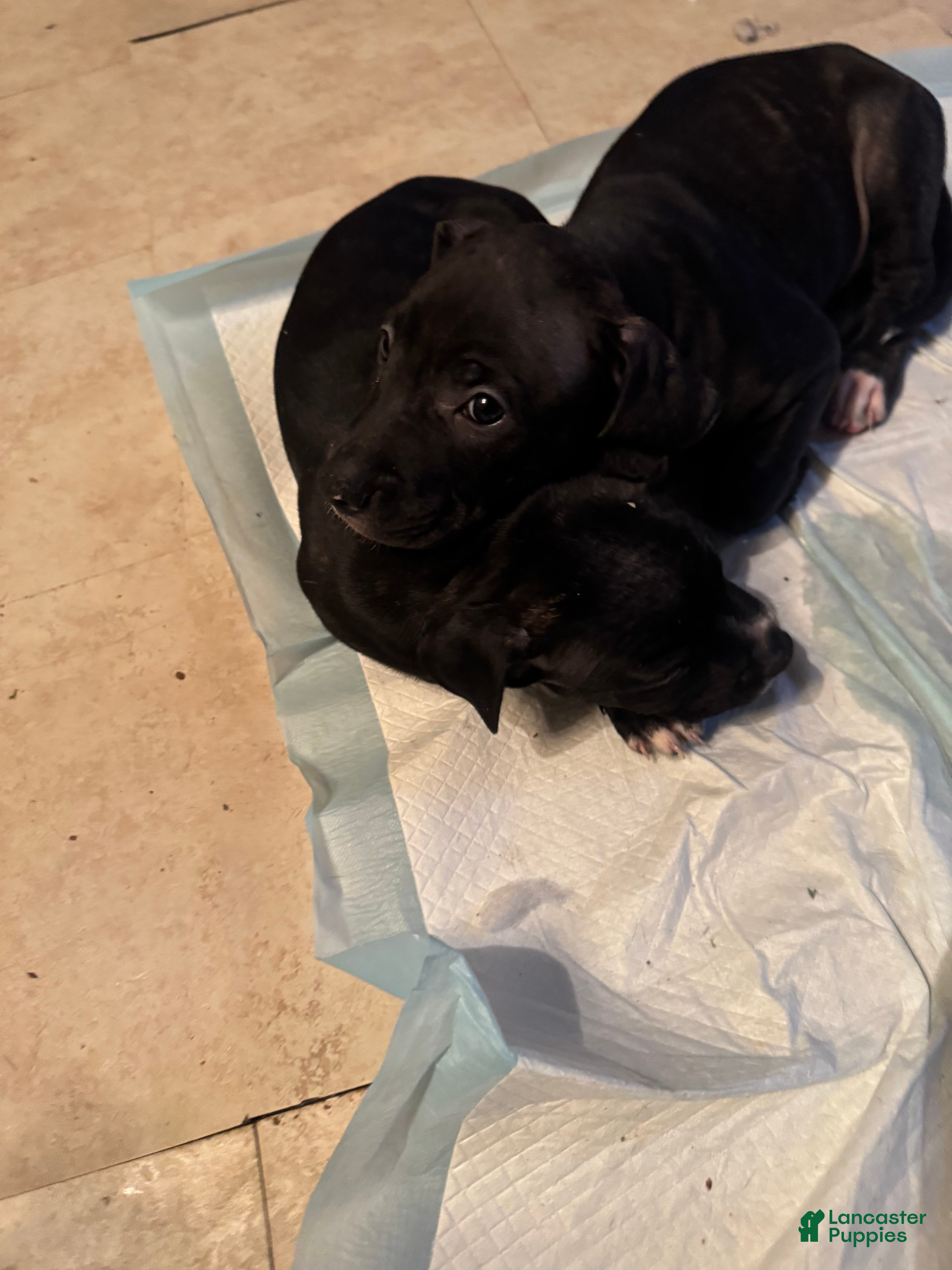 Mixed Breed dogs Mixed Breed Puppy 1 - Ad 12