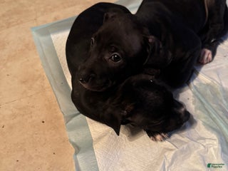 Mixed Breed dogs Mixed Breed Puppy 1 - Ad 12