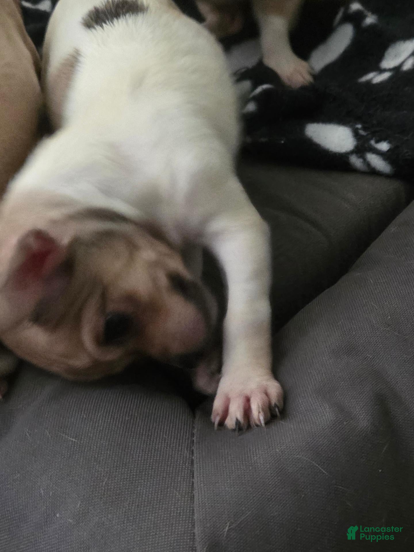 Chihuahua dogs Chihuahua 1 - Ad 31