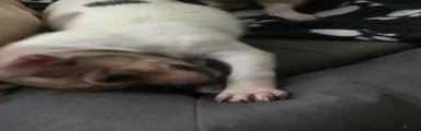 Chihuahua 1