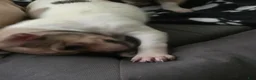 Chihuahua dogs for sale: Chihuahua 1 - Ad 1