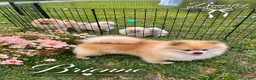 Pomeranian dogs for sale: Pumpkin  - Ad 4