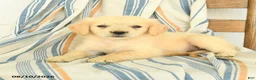 Golden Retriever dogs for sale: Jasmine - Ad 3