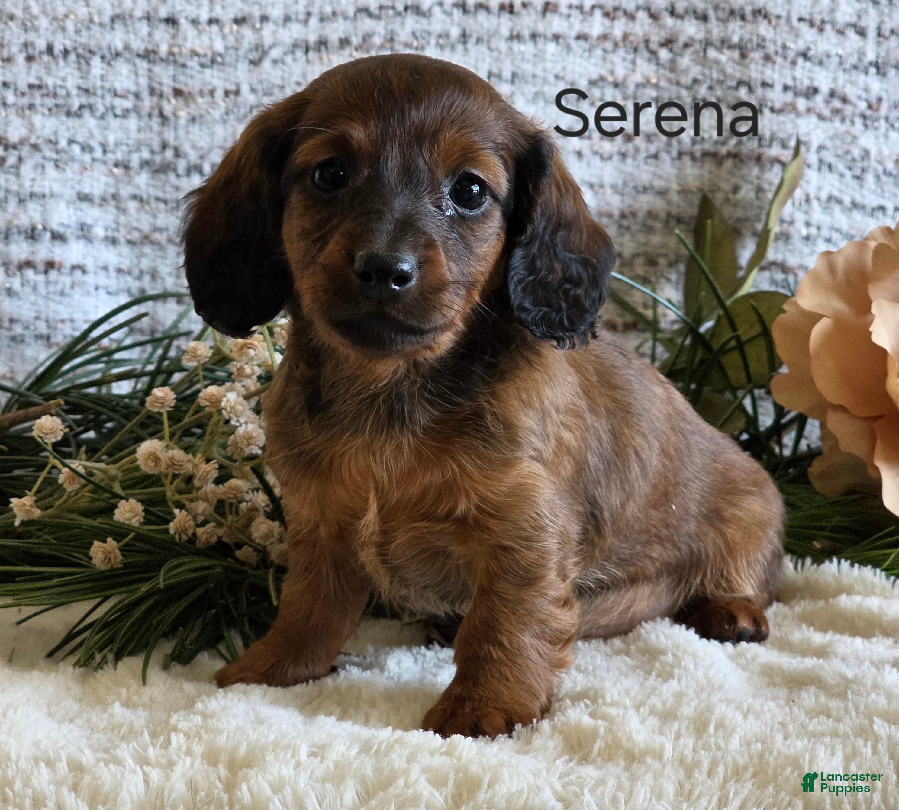 Miniature Dachshund dogs Serena - Ad 24