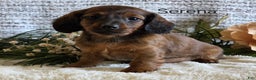 Miniature Dachshund dogs for sale: Serena - Ad 1