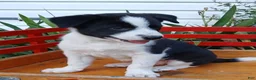 Border Collie dogs for sale: Queen - Ad 3